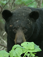 A male Black Bear